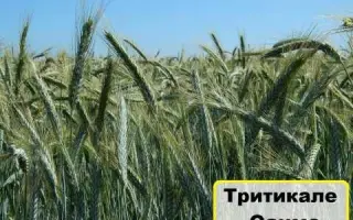 Гарне