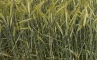 Єлань