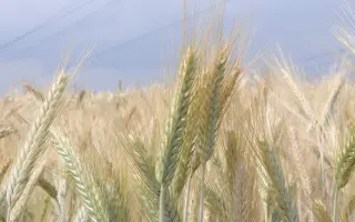 Мольфар