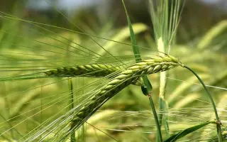 Обрій Миронівський