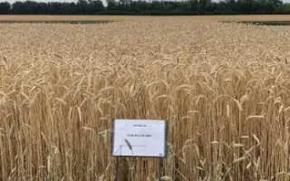 Павлодарський