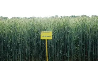 Пам'яті Пацеки