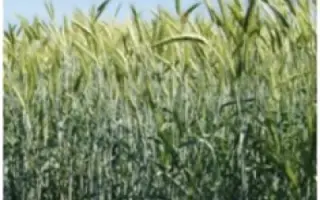 Підзимок харківський