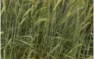 Ратне