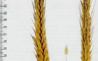 Амфідиплоїд 15