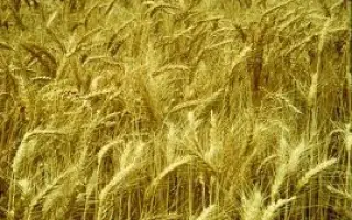 Амфидиплоид 15 / Амфідиплоїд 15