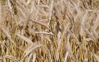 Амфидиплоид 3/5 / Амфідиплоїд 3/5