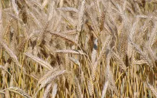 Амфідиплоїд 52