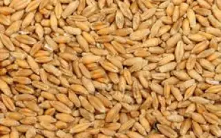 Киевскэ ранне / Київське раннє