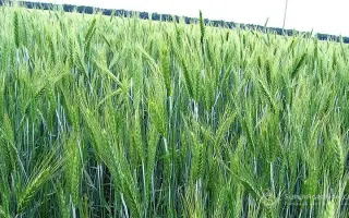 Поліський кормовий