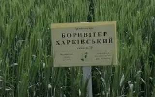 Боривітер харківський