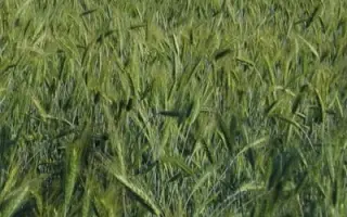 Булат харківський