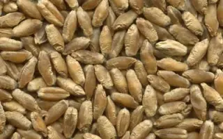 Воля харківська