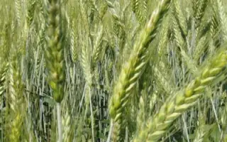 Достаток харківський