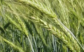 Зліт харківський