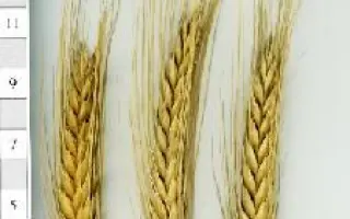 Легінь харківський