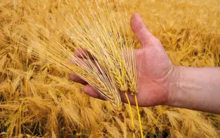 Жайворонок харківський