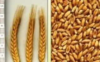 Коровай харківський