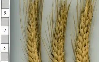 Оберіг харківський