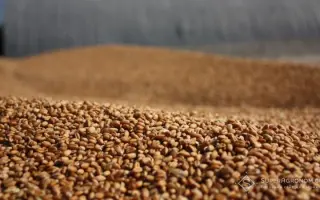 Одесская многолетняя / Одеське багаторічне