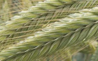 Guttino / Гуттіно