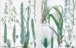 Древлянське