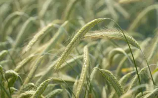 SU Arvid / ЗУ Арвід