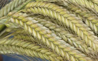 SU Performer / ЗУ Перформер