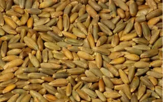 Інтенсивне 99