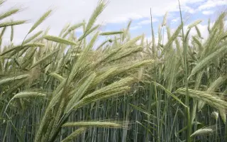 KWS Bono / КВС Боно