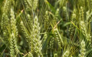 KWS Vinetto / КВС Вінетто