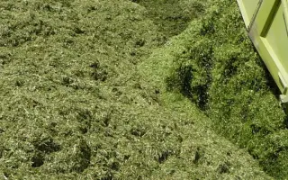 KWS Magnifico / КВС Магніфіко