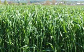 KWS Progas / КВС Прогас