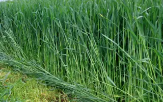 KWS Propower / КВС Пропауер