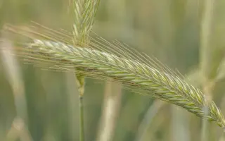 KWS Tayo / КВС Тайо