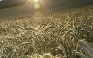 KWS Trebiano / КВС Требіано