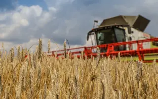 KWS Fidalgor / КВС Фідальгор