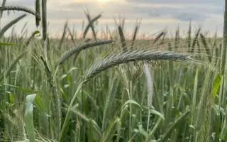 Оріана