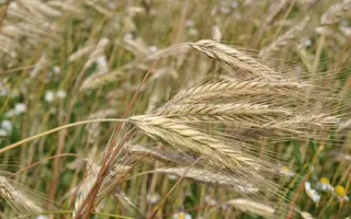 Пам`ять Худоєрка