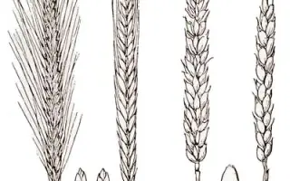 Stannos / Станнос