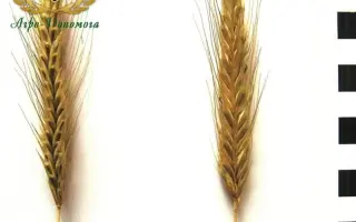 Стоір