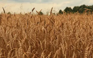 Хлібне