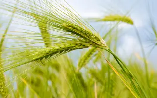 Agronom / Агроном