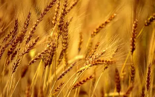 Askari / Аскарі