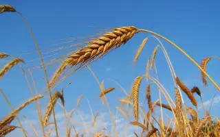 Борьба (Рада) / Боротьба