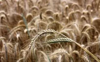 Верхняцьке 94