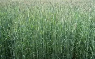 Dankowskie diament / Данковський діамант