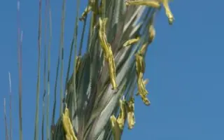 SU Forsetti / ЗУ Форзетті