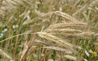 Інтенсивне 95