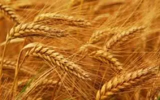 KWS Rhavo / КВС Раво